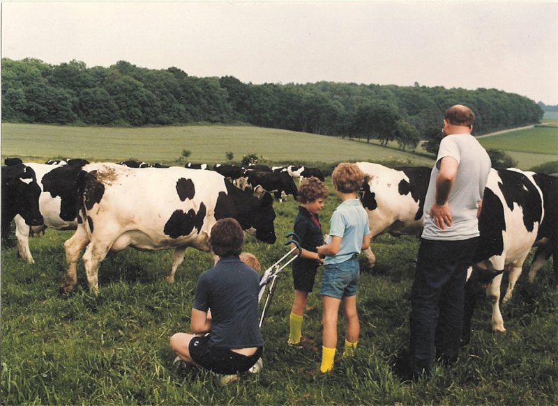 dairycowsouttograssin1983.jpg