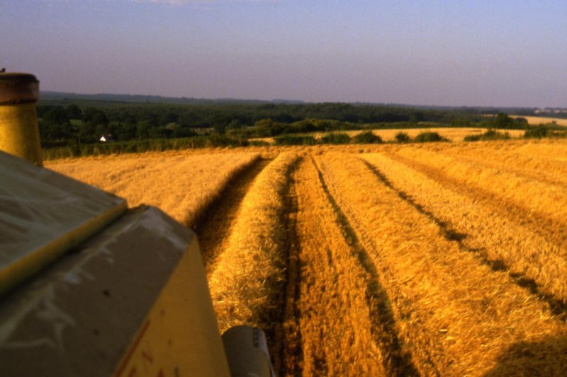 lookingbackfromthecombineharvester.jpg